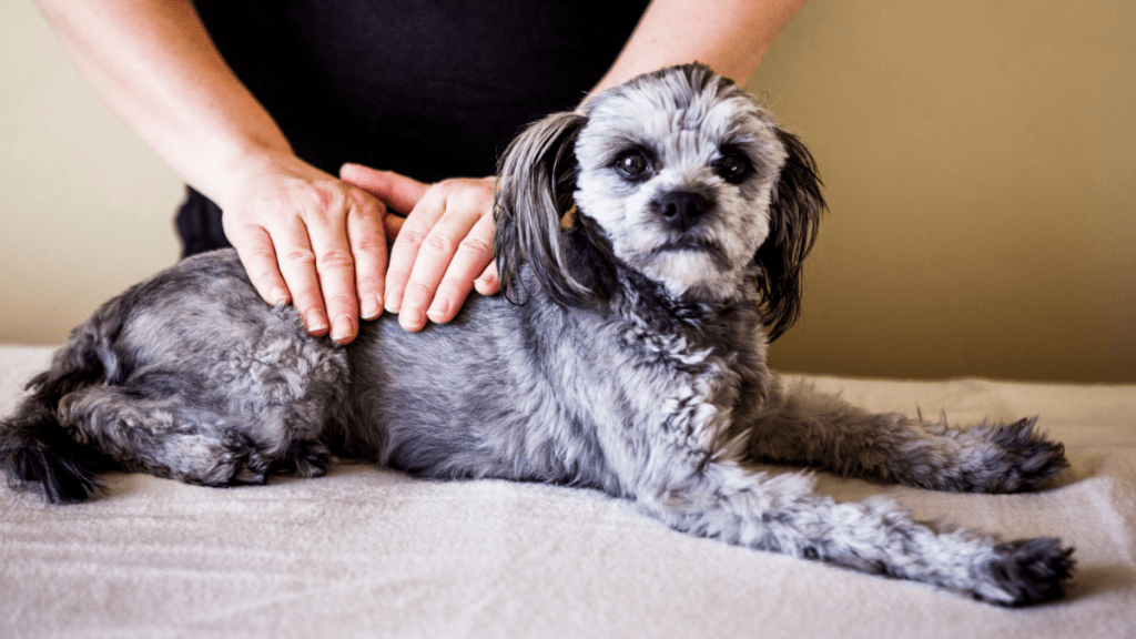 Healing for Pets